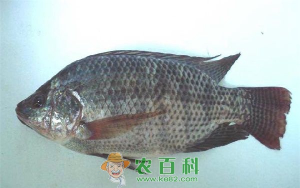 福寿鱼 福寿鱼越冬保温调水非常重要