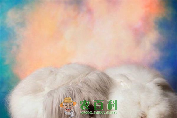 长毛兔的能量需要