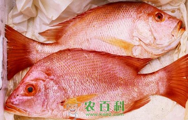 台湾红鲷鱼“空降”常州