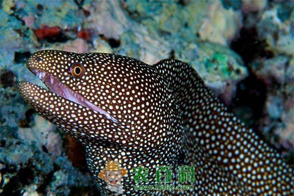 海鳗养殖肾脏病的防治