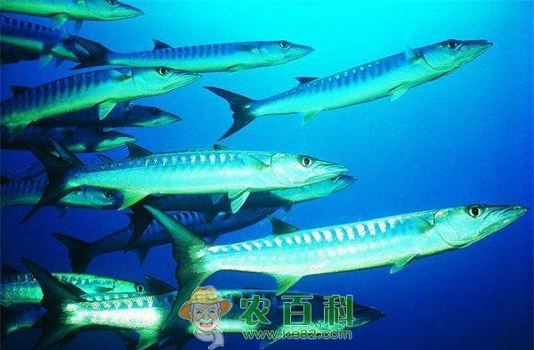 梭鱼的繁殖育种