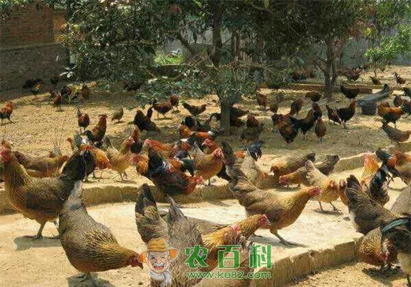 土鸡养殖:产蛋期饲养管理要点 土鸡养殖:产蛋期饲养管理要点