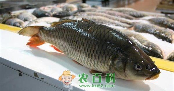黄河鲤鱼的特点和营养