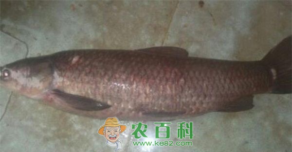 ADF&G宣布：青鱼捕捞结束
