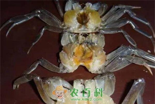 如何有效防治河蟹肝坏死症