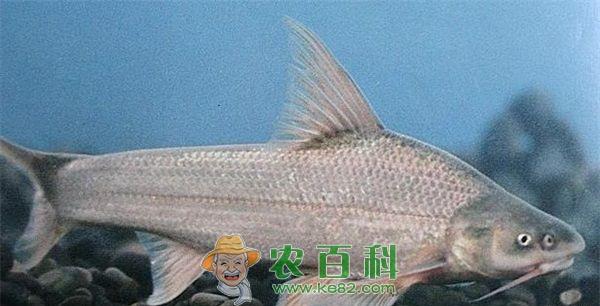 鳡鱼的繁育方法