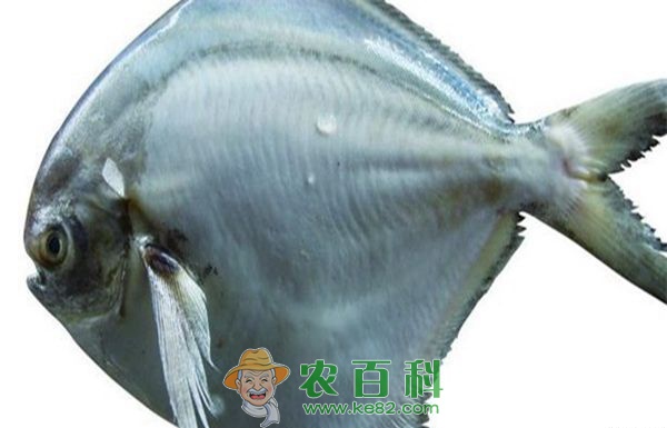鲳鱼 鲳鱼是海里的吗
