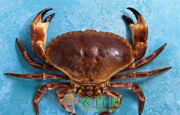 螃蟹养殖 螃蟹养殖的常规管理