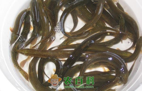泥鳅 台湾泥鳅的人工繁殖技术