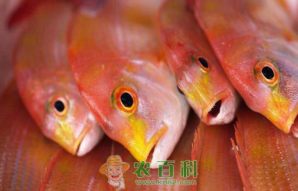 台湾红鲷鱼“空降”常州