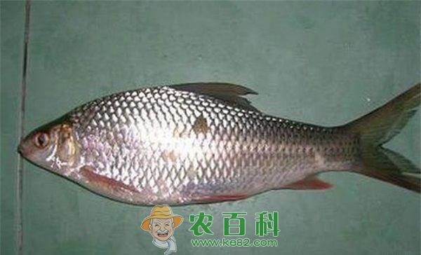 冬天鲮鱼暴发性败血病的治疗