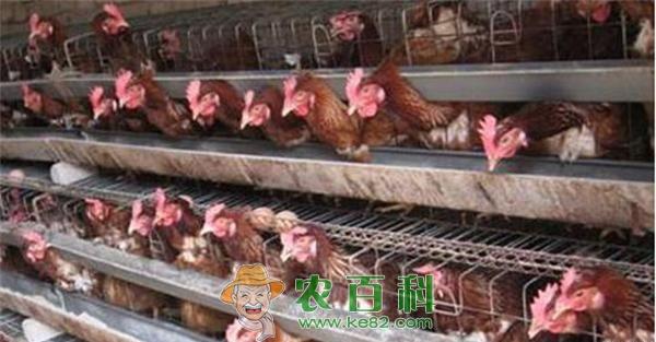 养鸡方法和技术