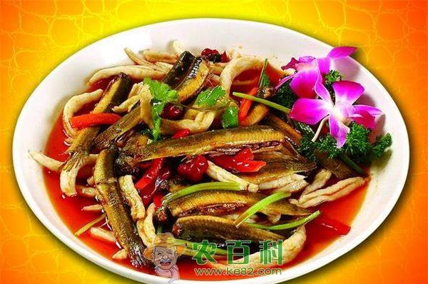 泥鳅 小泥鳅“游”出大效益