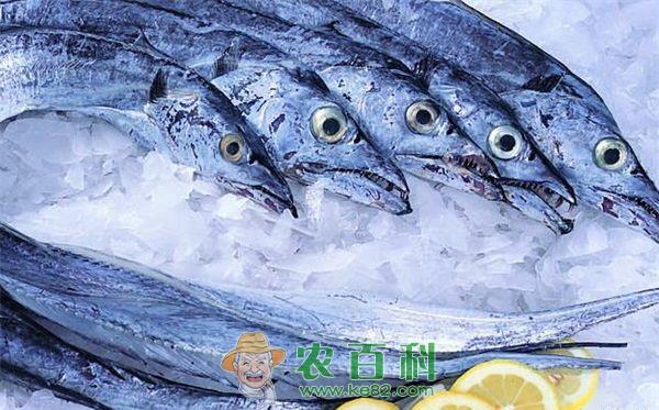 带鱼 浙江舟山带鱼参评全省最受网友喜爱水产品