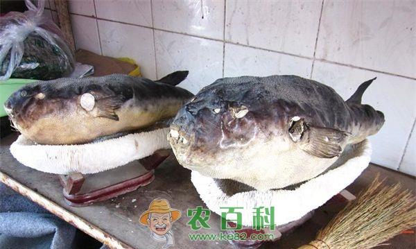 河豚 台商蔡永合变身河豚大王