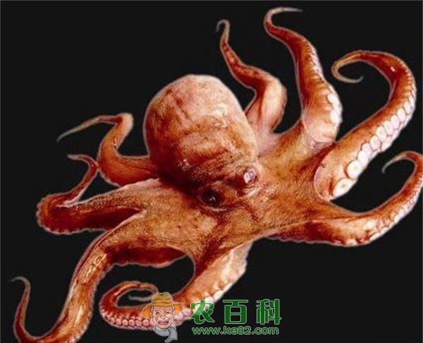 章鱼 章鱼的营养价值分析