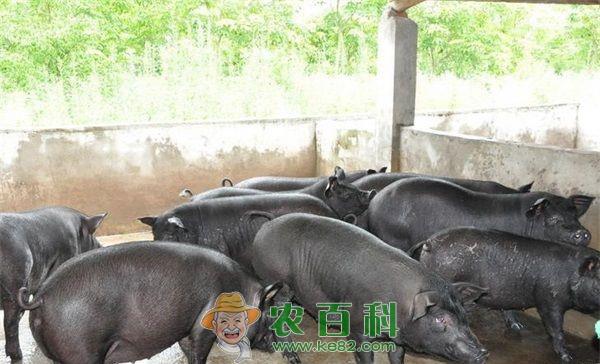 鄂西黑猪--土客网网 钟祥市“鄂西黑猪”养殖成功