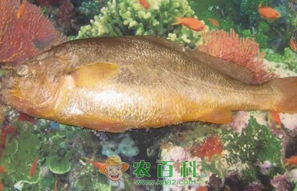 孕妇能吃鲷鱼吗