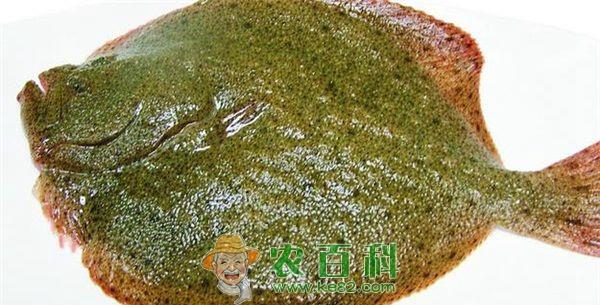 多宝鱼养殖户改变饲料品种及种类需谨慎