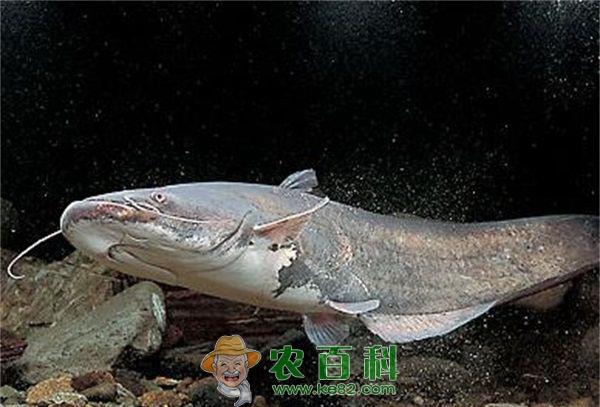 鲶鱼养殖之鱼虱病的防治