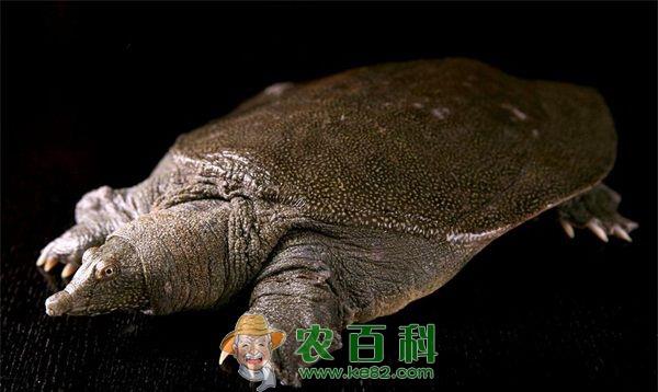 甲鱼生态养殖--土客网网 宝应县荣膺全国甲鱼生态养殖第一县