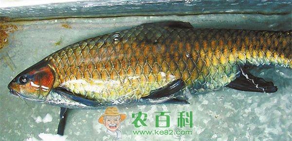 青鱼 大塘养青鱼连续四年亩纯利五千元