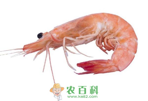 虾脊兰花叶病的防治