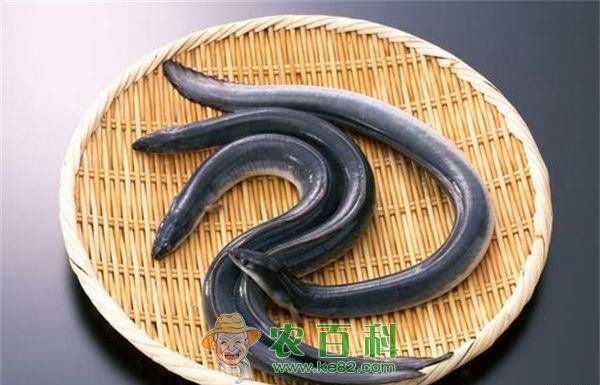 南京黄鳝节后销量下滑