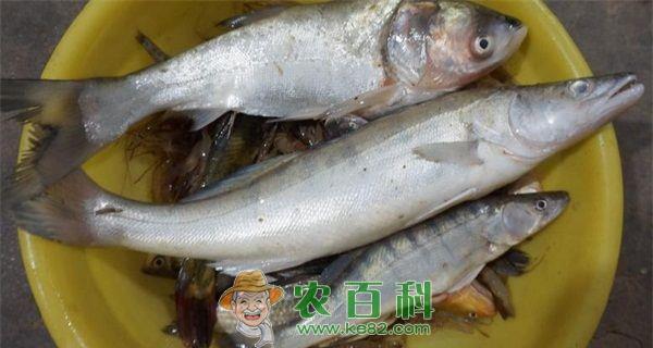 鳡鱼养殖--土客网网 鳡鱼养殖亲鱼的运输