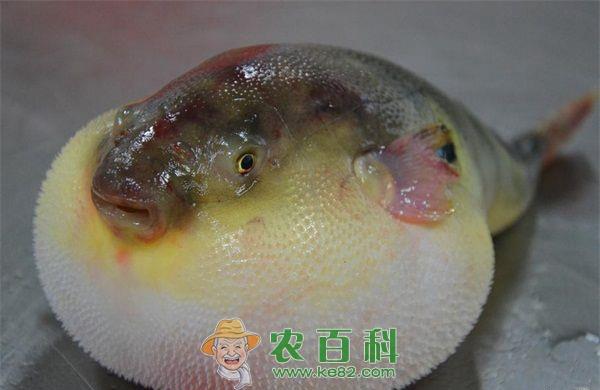 河豚鱼--土客网网 惠安县一家人误食河豚鱼中毒