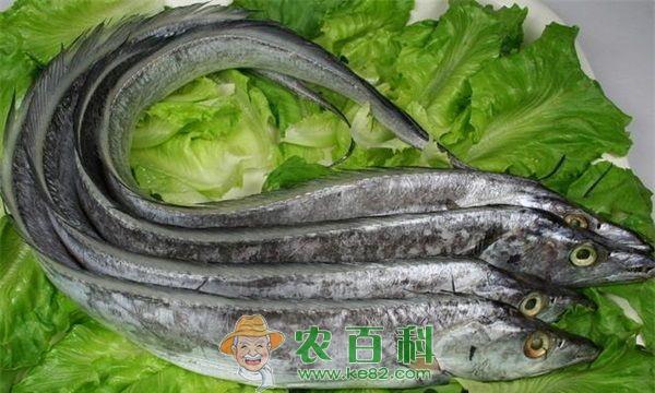 带鱼 浙江宁波有人摆卖小带鱼 市民直说太可惜