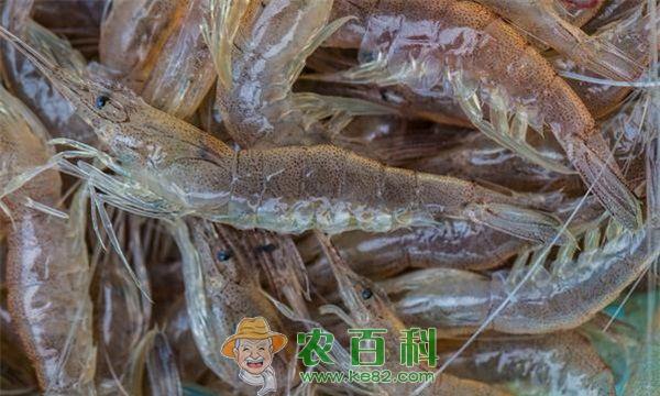 青虾放苗期间的重点工作