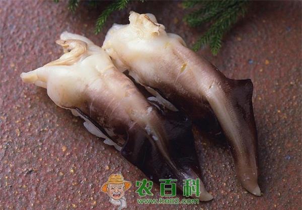 鱿鱼赤皮病的防治