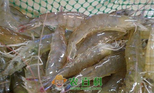 对虾养殖 对虾养殖的水质的管理