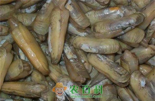 经期能吃蛏子吗