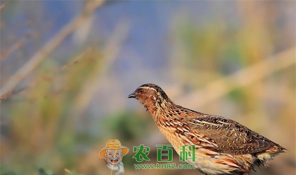 小小鹌鹑变身致富鸟