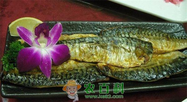 青鱼 草鱼和青鱼的区别