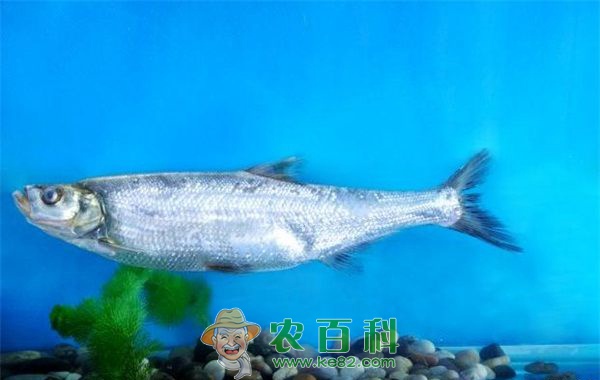鱤鱼 新建鱼池如何当年受益