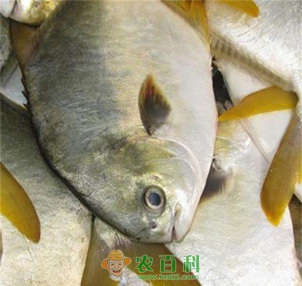 金鲳鱼的做法