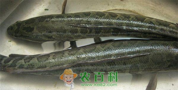 黑鱼 乌鳢的自然产卵季节、产卵时间与产卵场