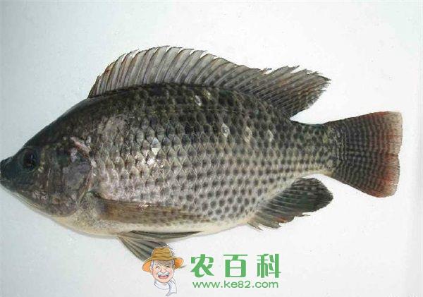 福寿鱼越冬防寒管理技术措施
