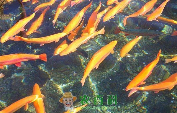 虹鳟鱼养殖的低温保藏技术