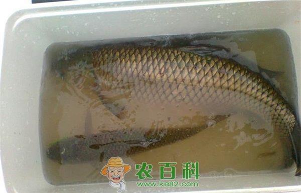 福建清流：驻乡巡村 指导草鱼疫苗注射