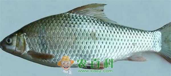 鲮鱼腹水病的防治