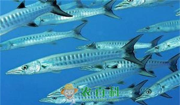 梭鱼养殖现状及存在问题、解决办法