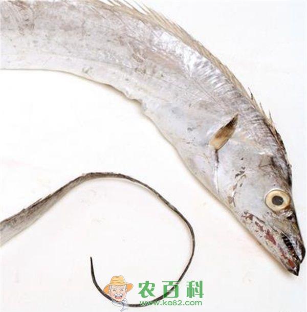 带鱼 投放带鱼苗注意事项