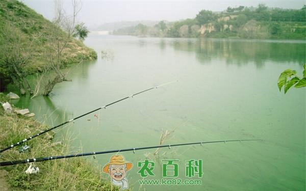 水库钓鲤鱼技巧