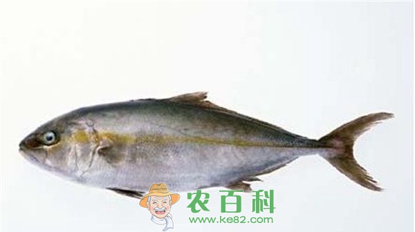 大西洋鳕鱼数量告急