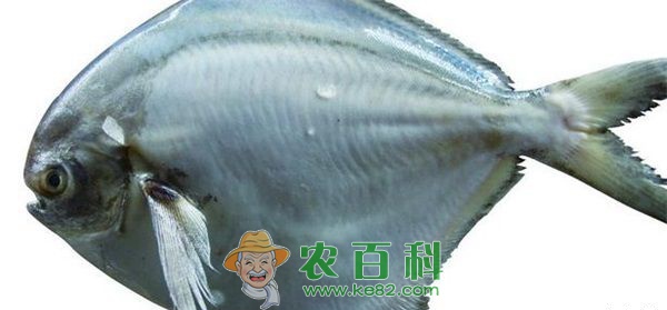 鲳鱼 鲳鱼的药用价值