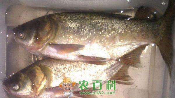 池塘养殖鳙鱼鱼种放养技术要求